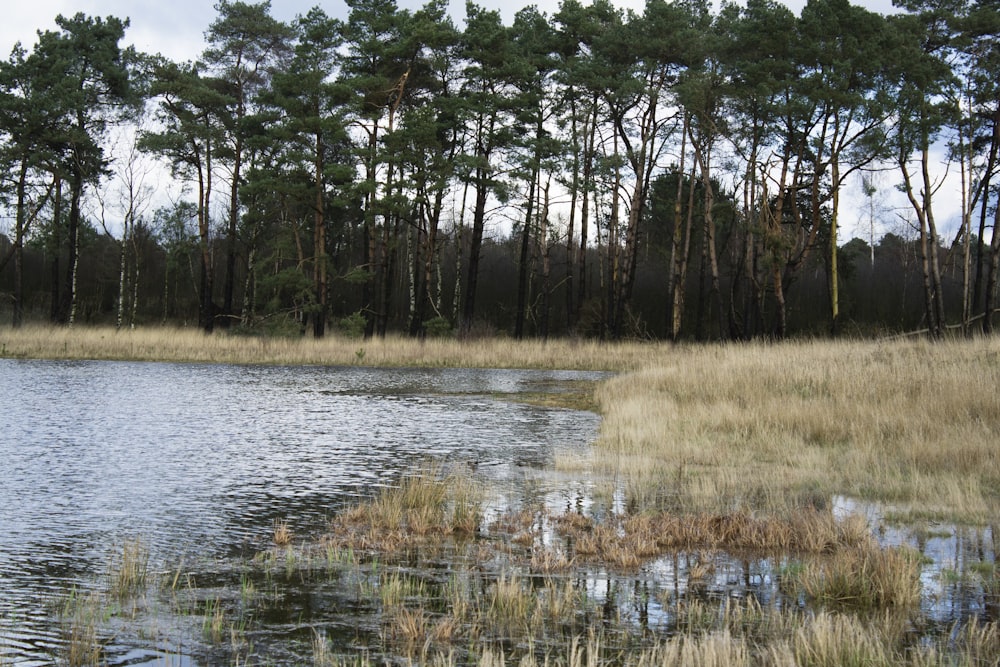 a body of water surrounded by tall grass and trees