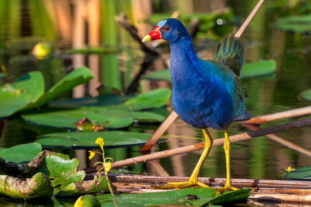 a blue bird is standing on a stick in the water