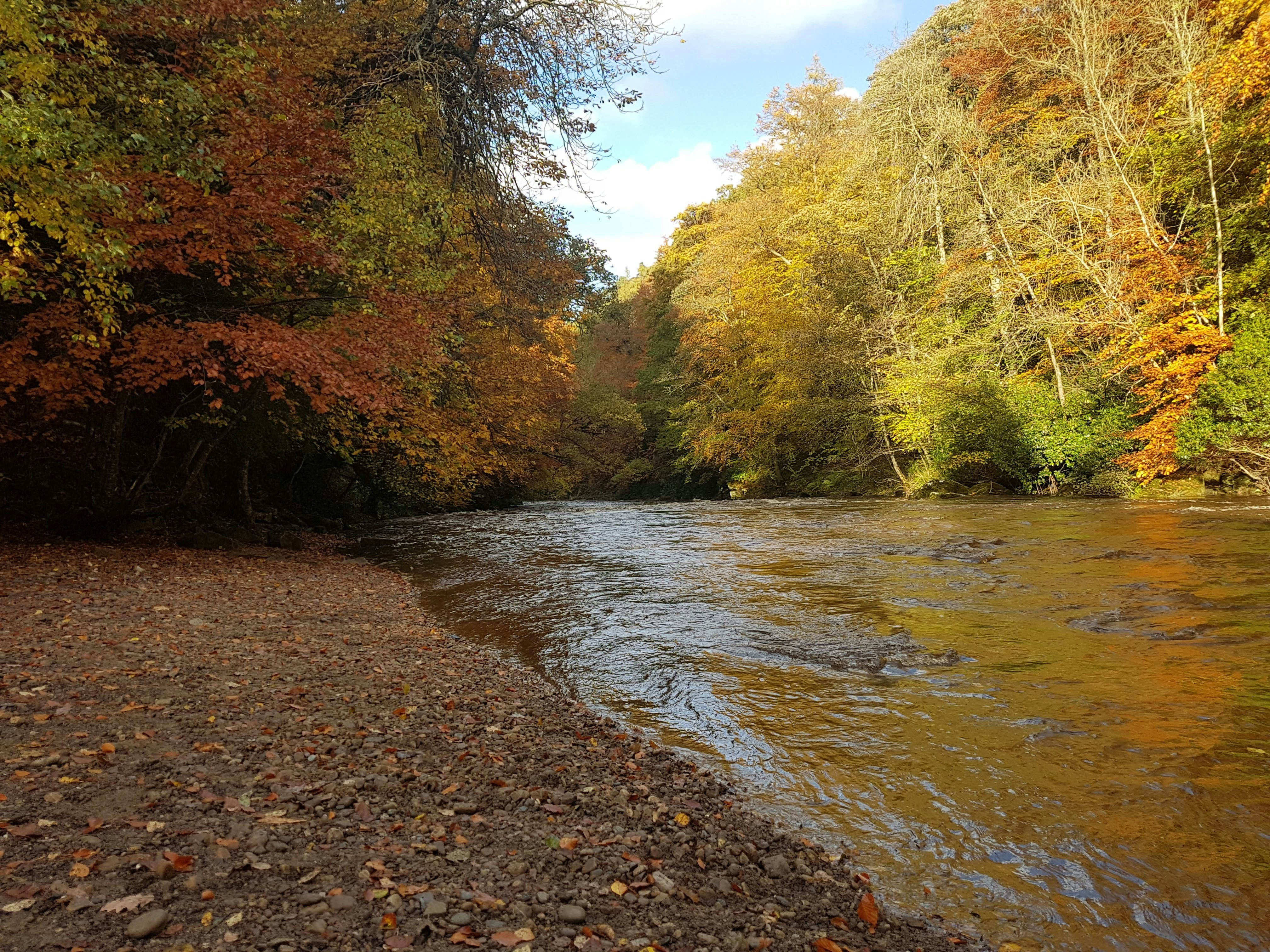 a river running through a forest filled with lots of trees