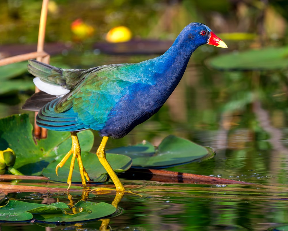 a blue bird standing on a lily pad in a pond