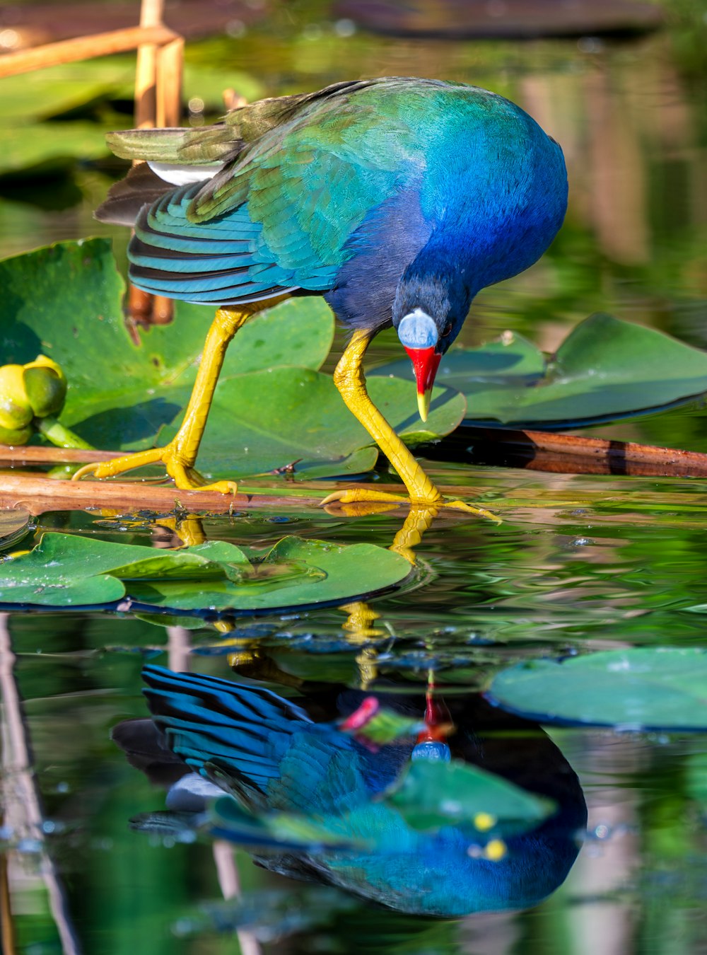a colorful bird is standing on a branch in the water