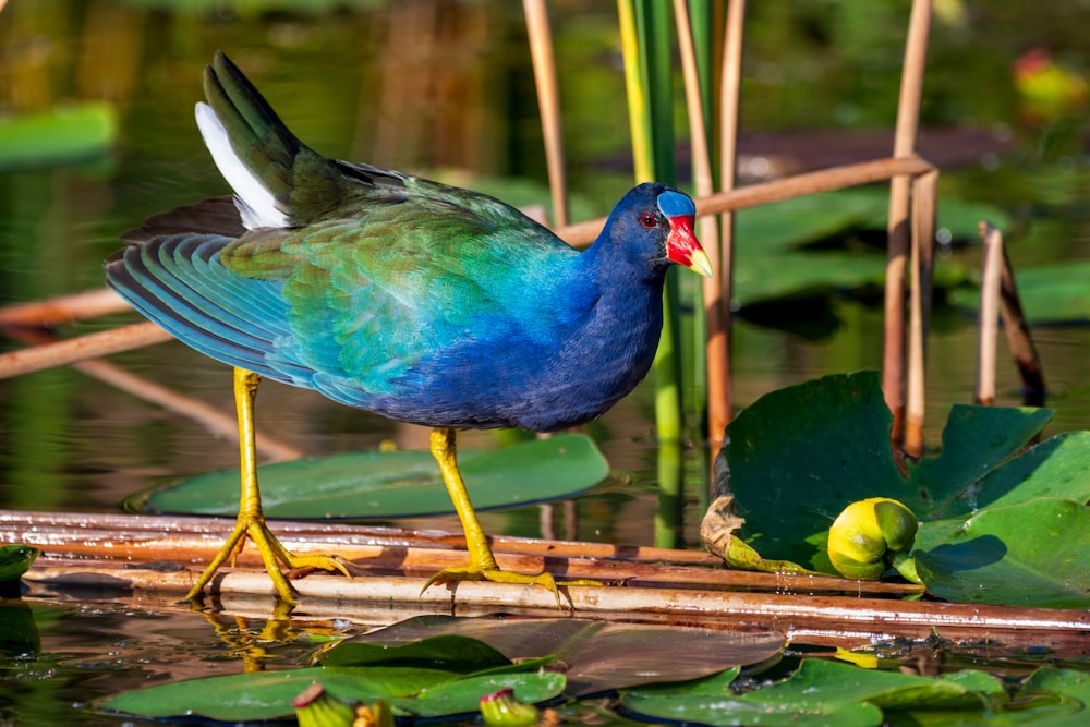 a blue and green bird standing on a log in a pond