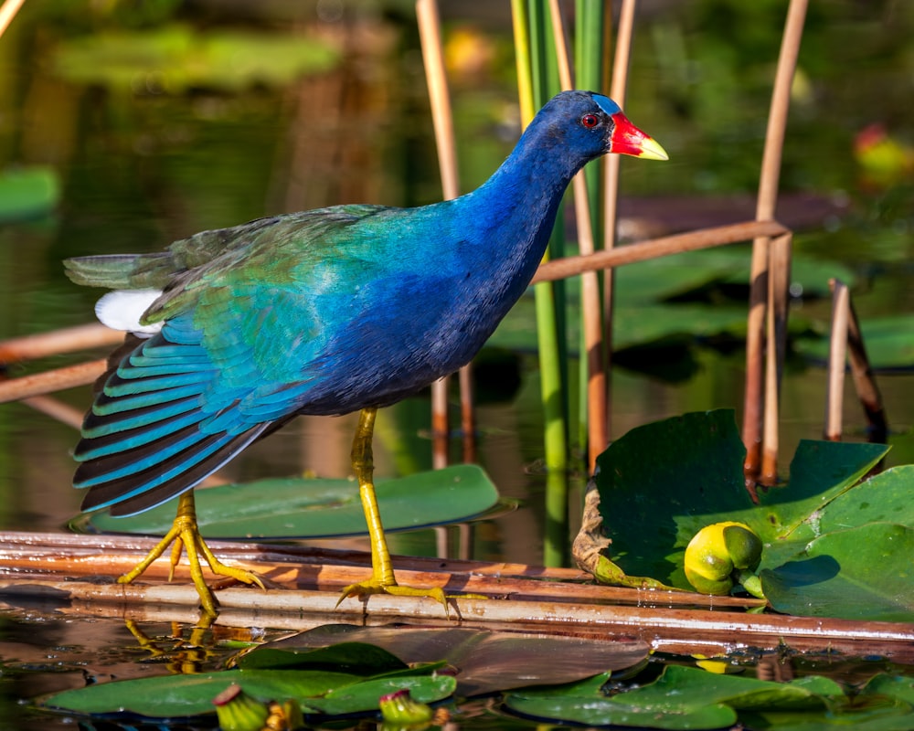 a blue bird standing on a log in a pond