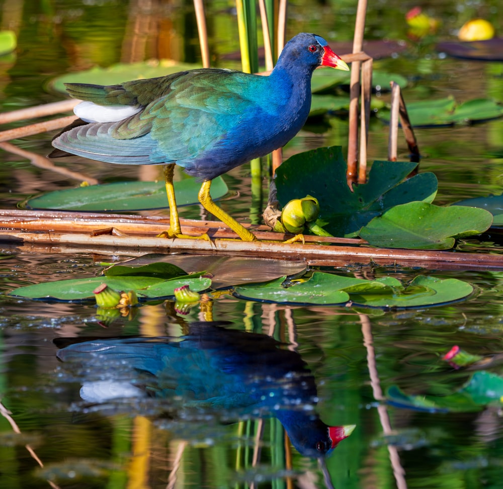 a blue and green bird standing on a stick in a pond