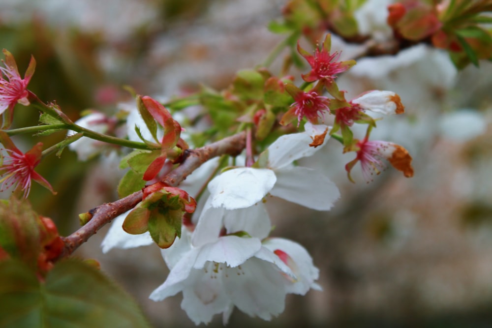 a branch of a tree with white and red flowers