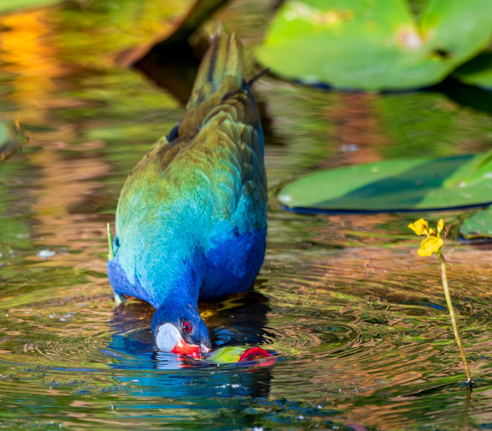 a blue and green bird drinking water from a pond