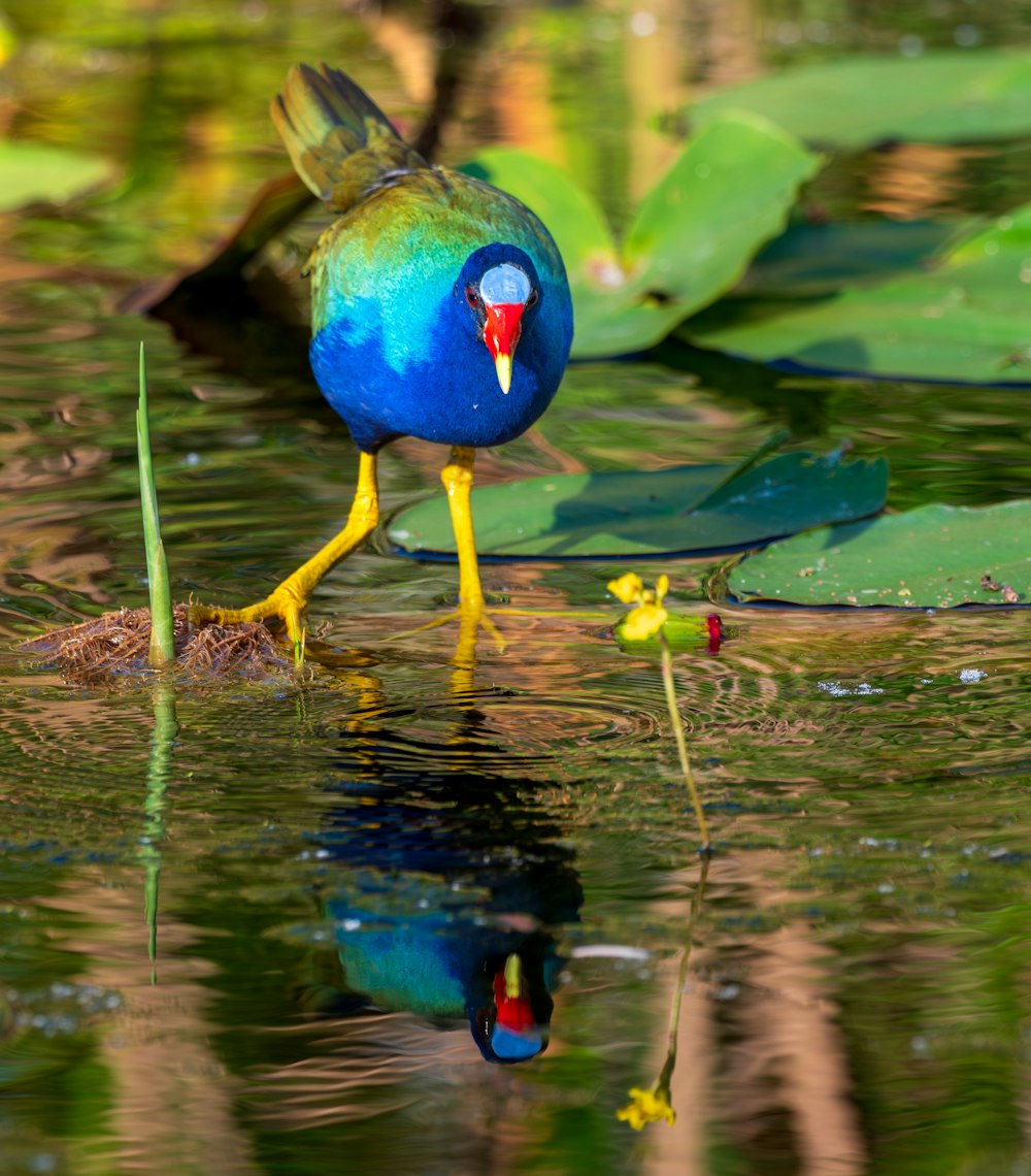 a blue and green bird is standing in the water