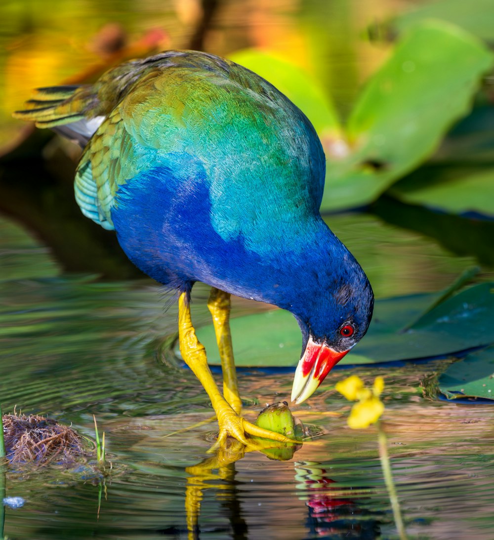 a colorful bird drinking water from a pond