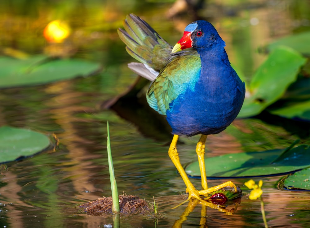 a colorful bird standing on a lily pad in a pond