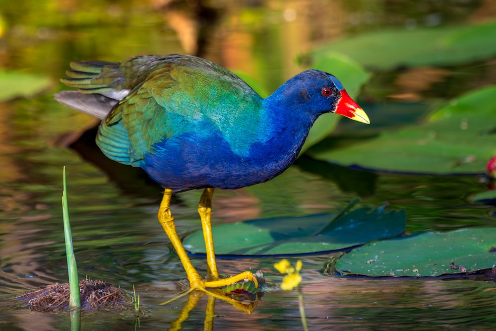 a blue and green bird standing on a lily pad