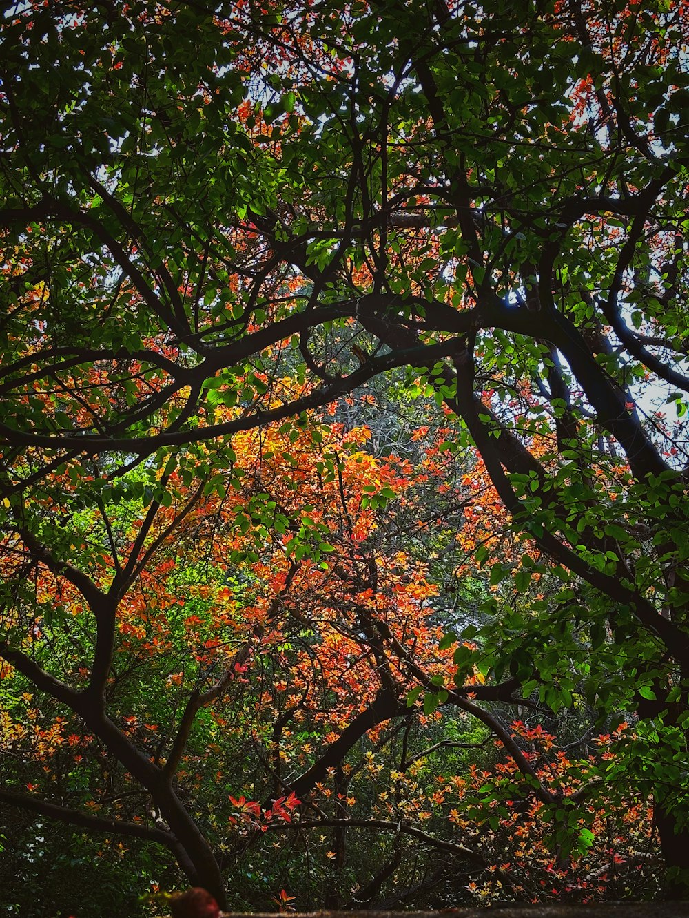 a bench sitting under a tree filled with lots of leaves