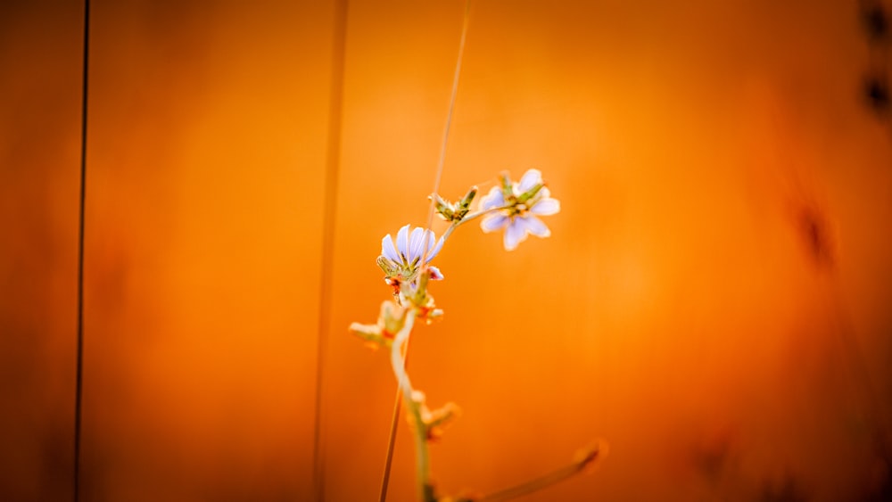 a close up of a flower on a stem