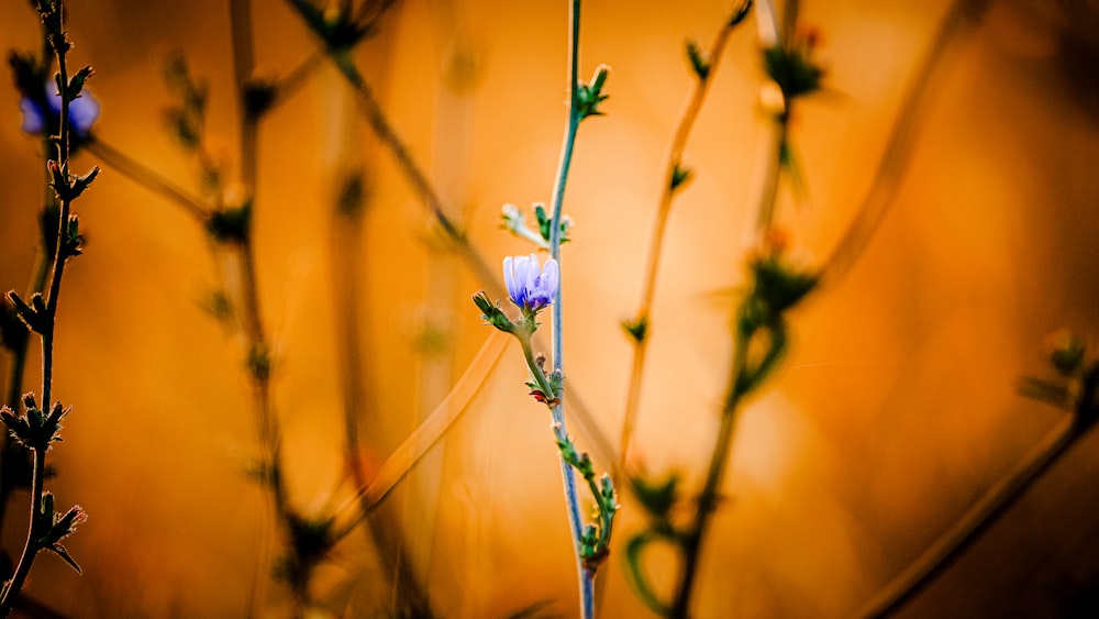 a close up of a plant with a yellow background