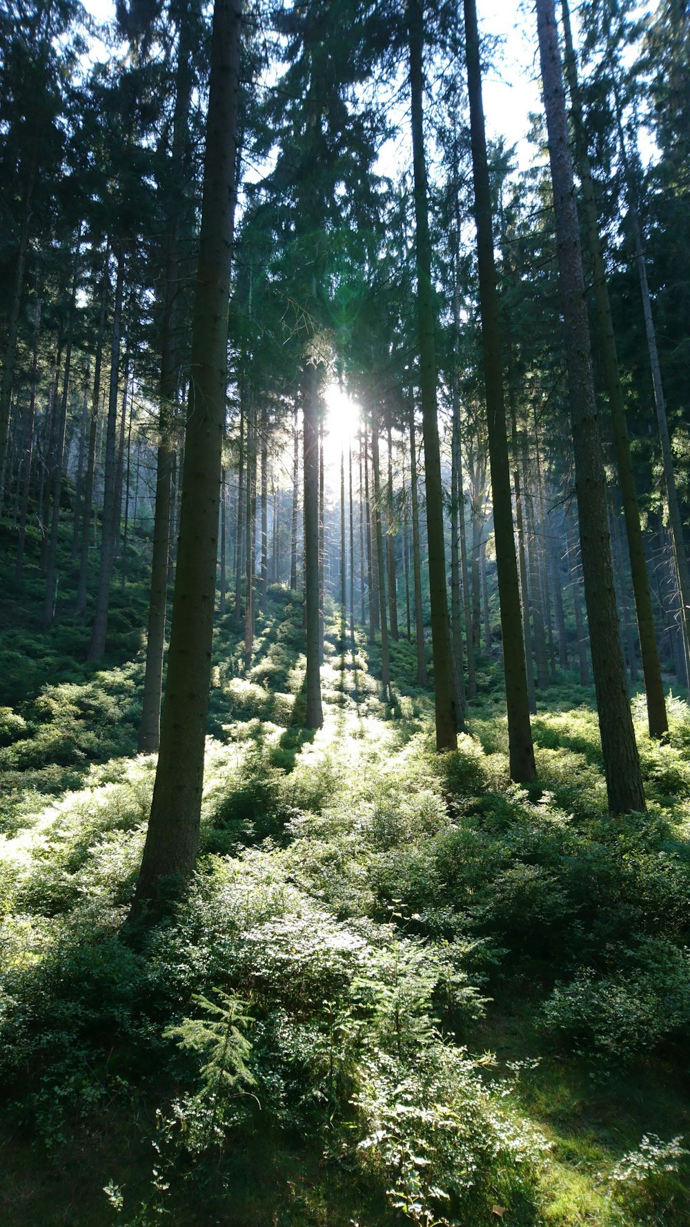 the sun is shining through the trees in the forest