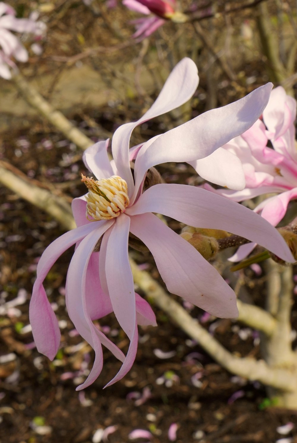 a close up of a flower on a tree