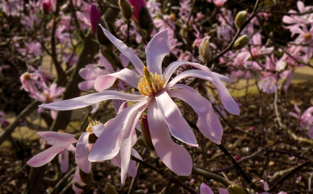 a close up of a pink flower on a tree