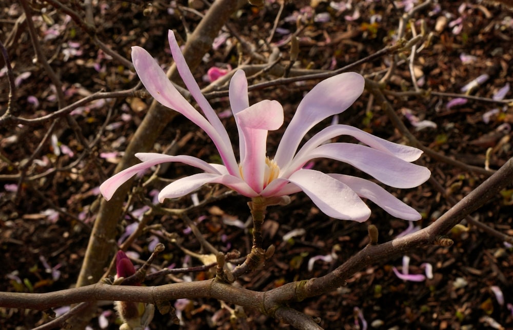 a close up of a flower on a tree branch