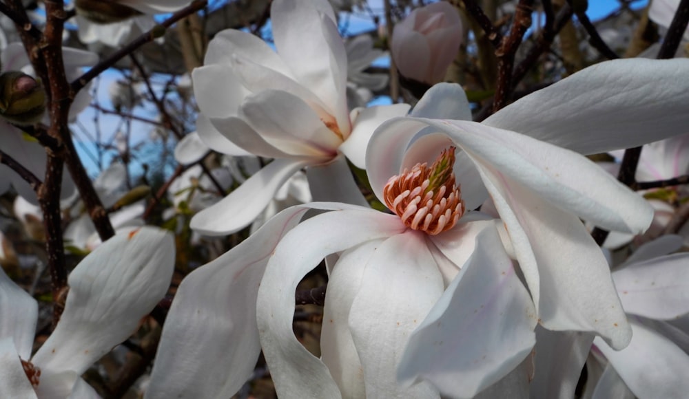 a close up of a white flower on a tree