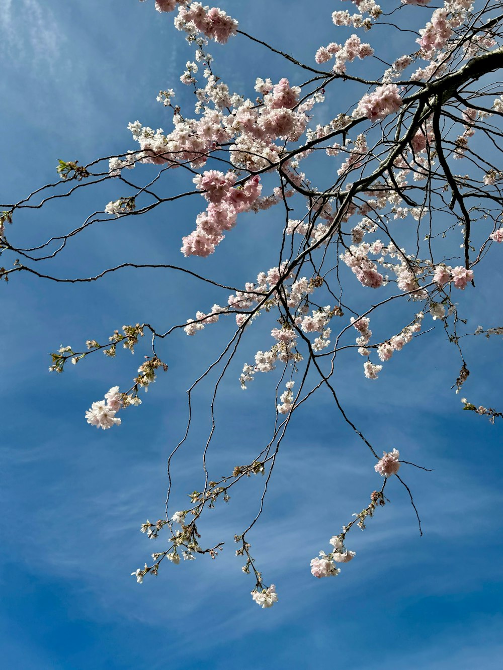 uma árvore com flores brancas e cor-de-rosa em frente a um céu azul