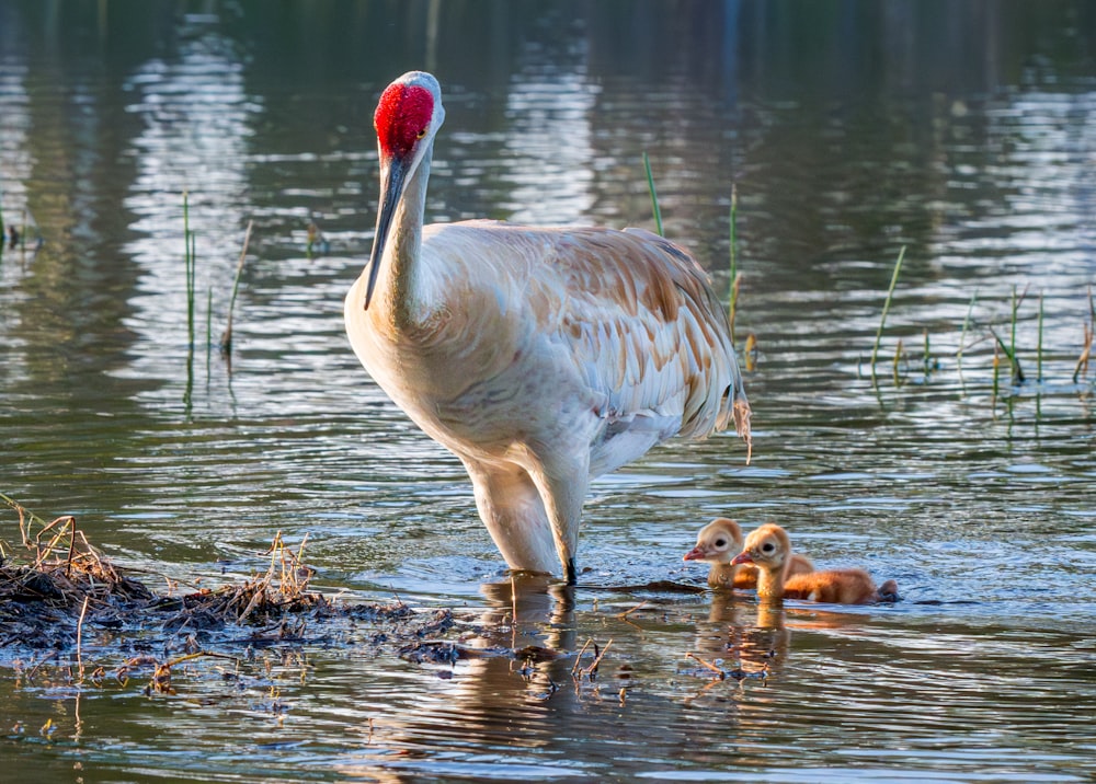 a large bird standing on top of a body of water