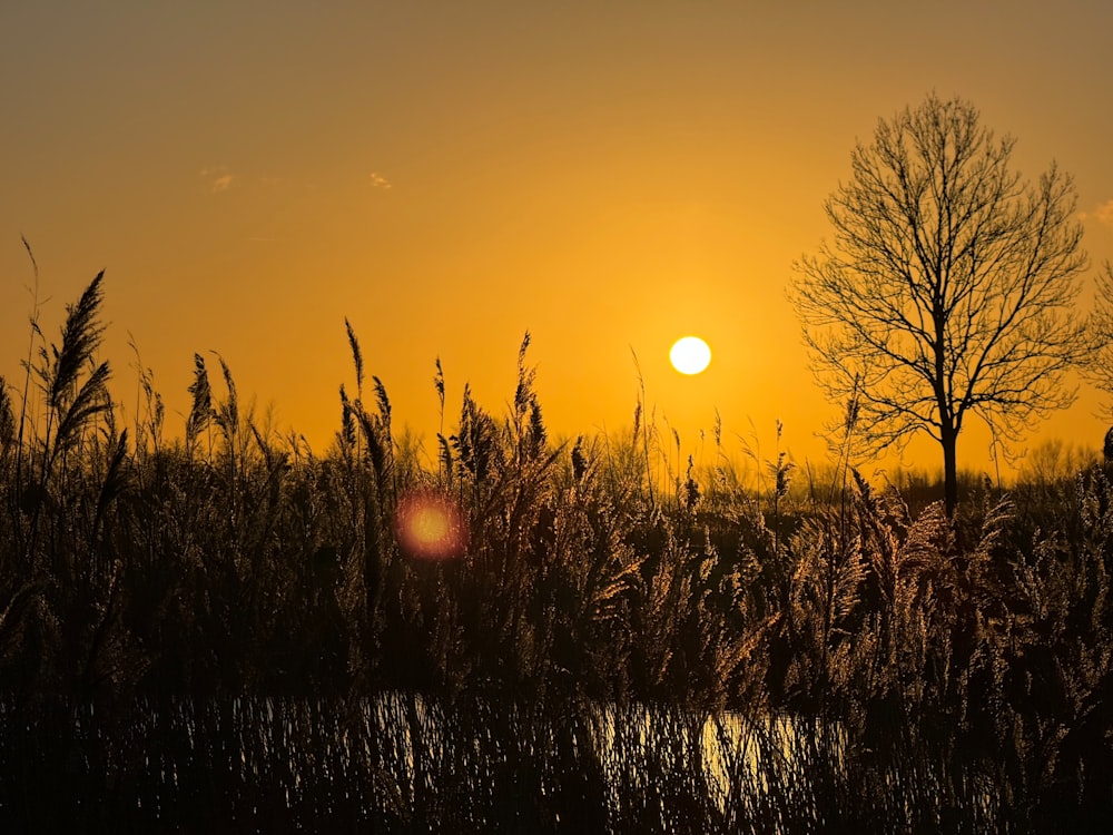 the sun is setting over a field of tall grass