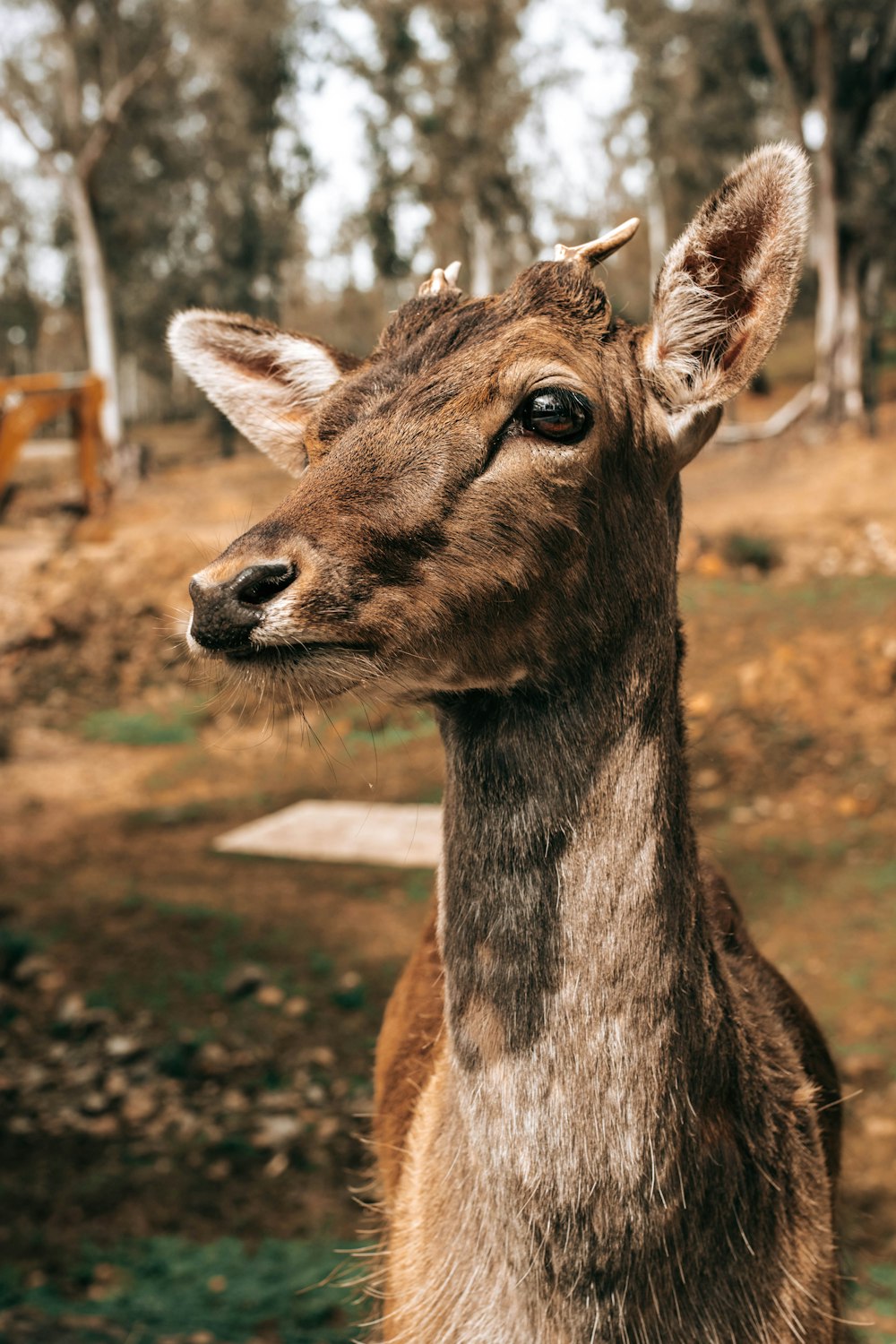 a close up of a deer in a field