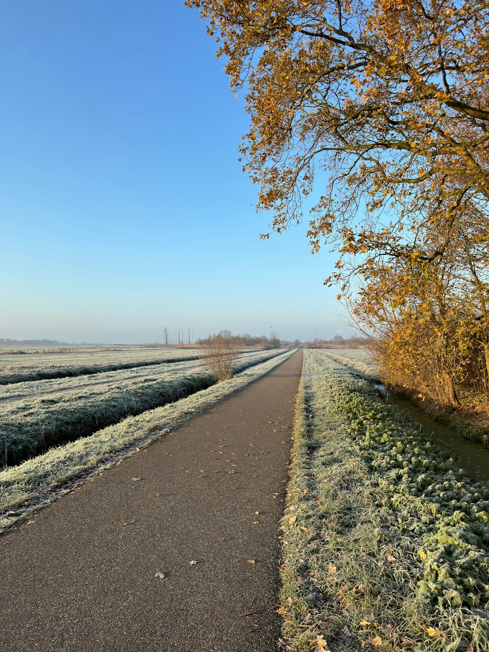 a road with frosted grass and trees on both sides