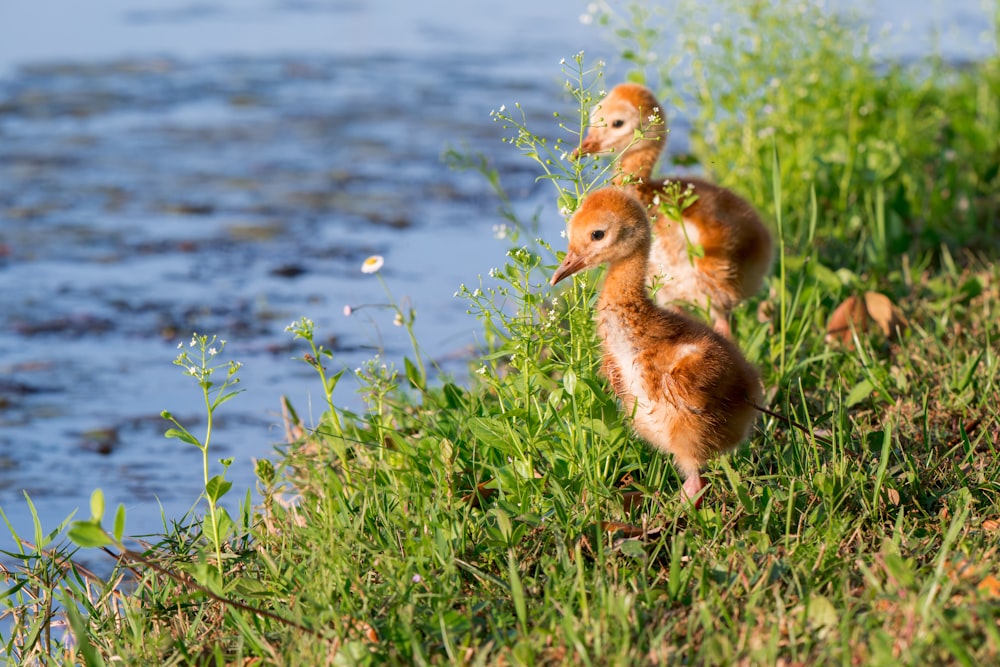 a group of baby ducks walking along a river bank