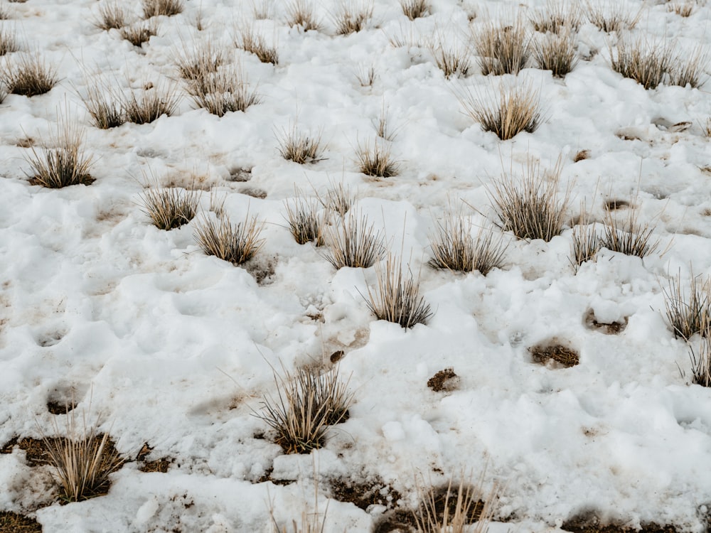 a patch of grass covered in snow next to a field