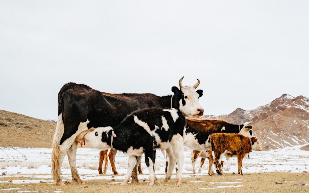 a herd of cattle standing on top of a snow covered field