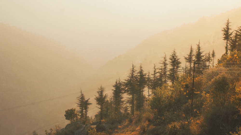 a foggy mountain side with trees and power lines