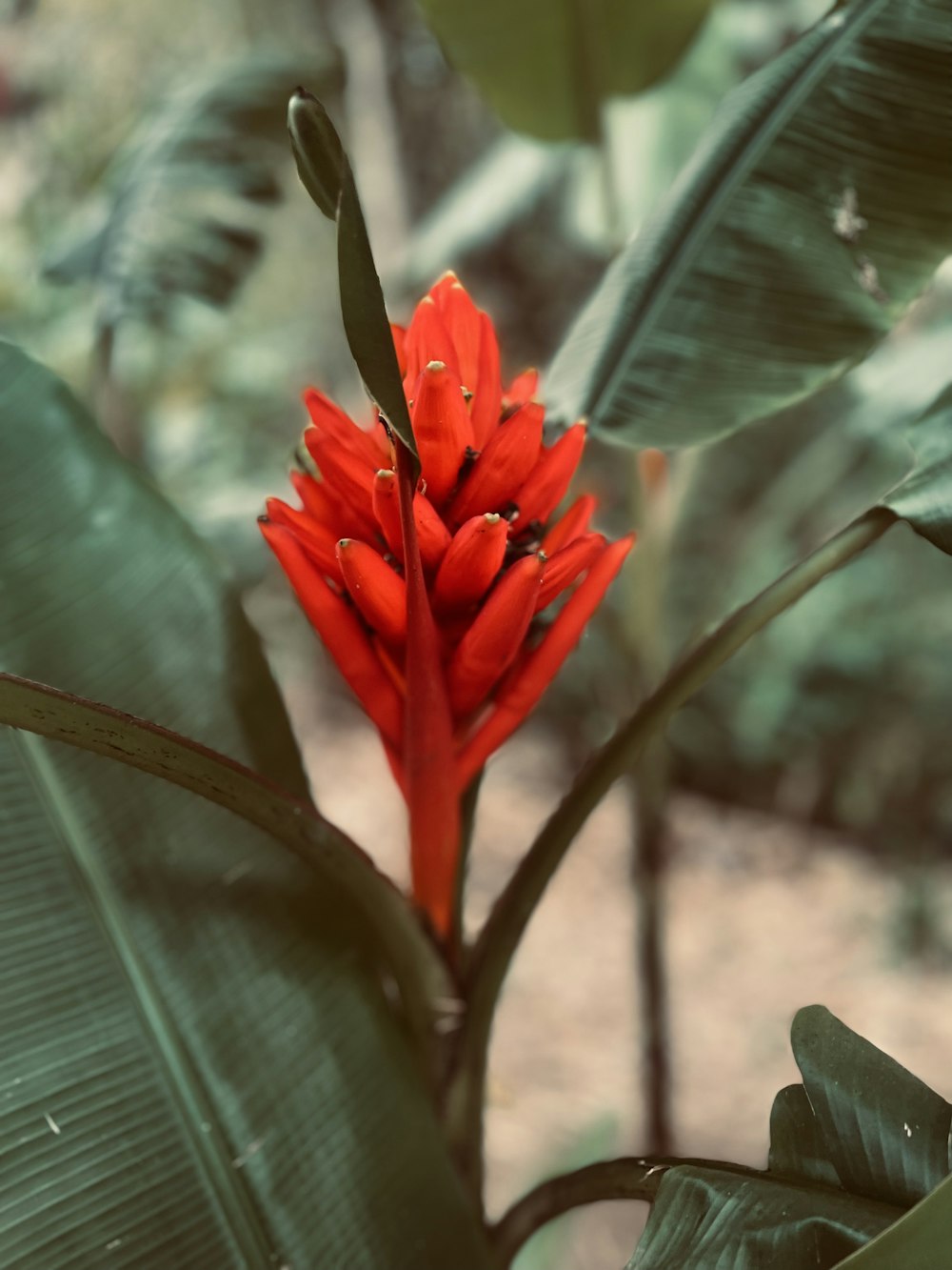 a red flower with green leaves in the background