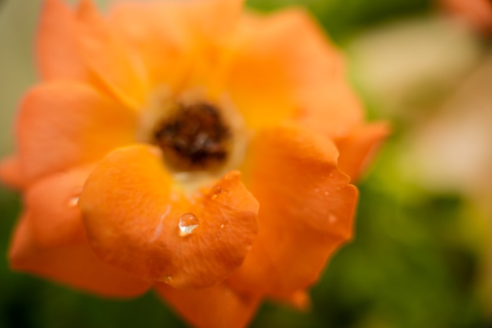 an orange flower with water droplets on it
