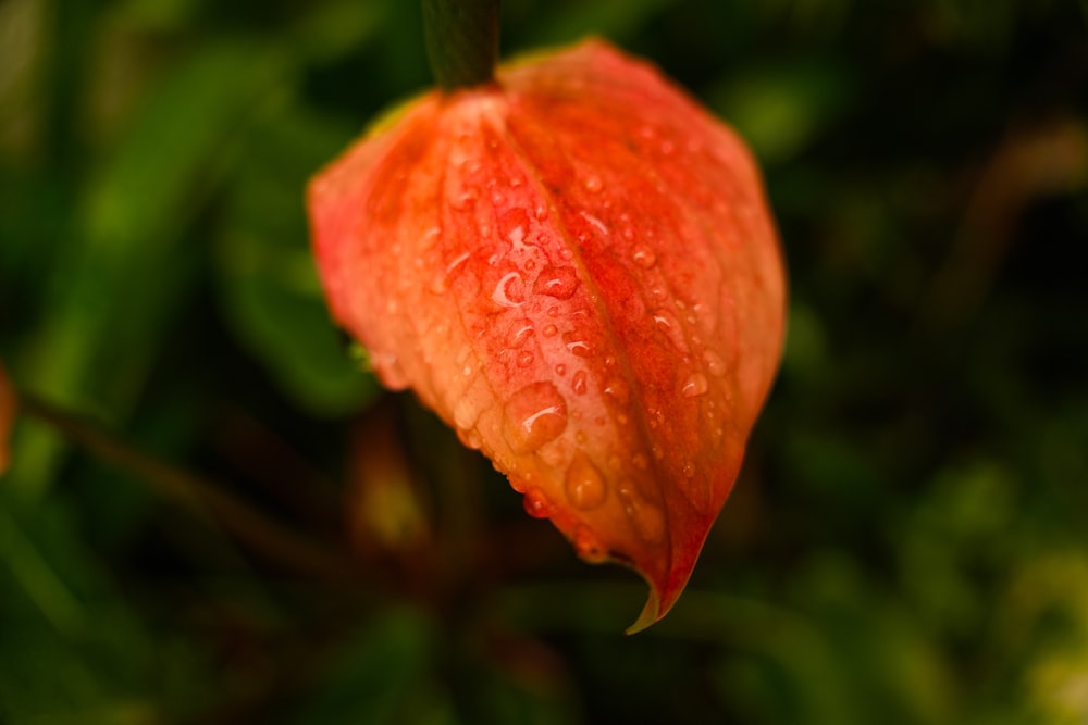 a close up of a flower with water droplets on it