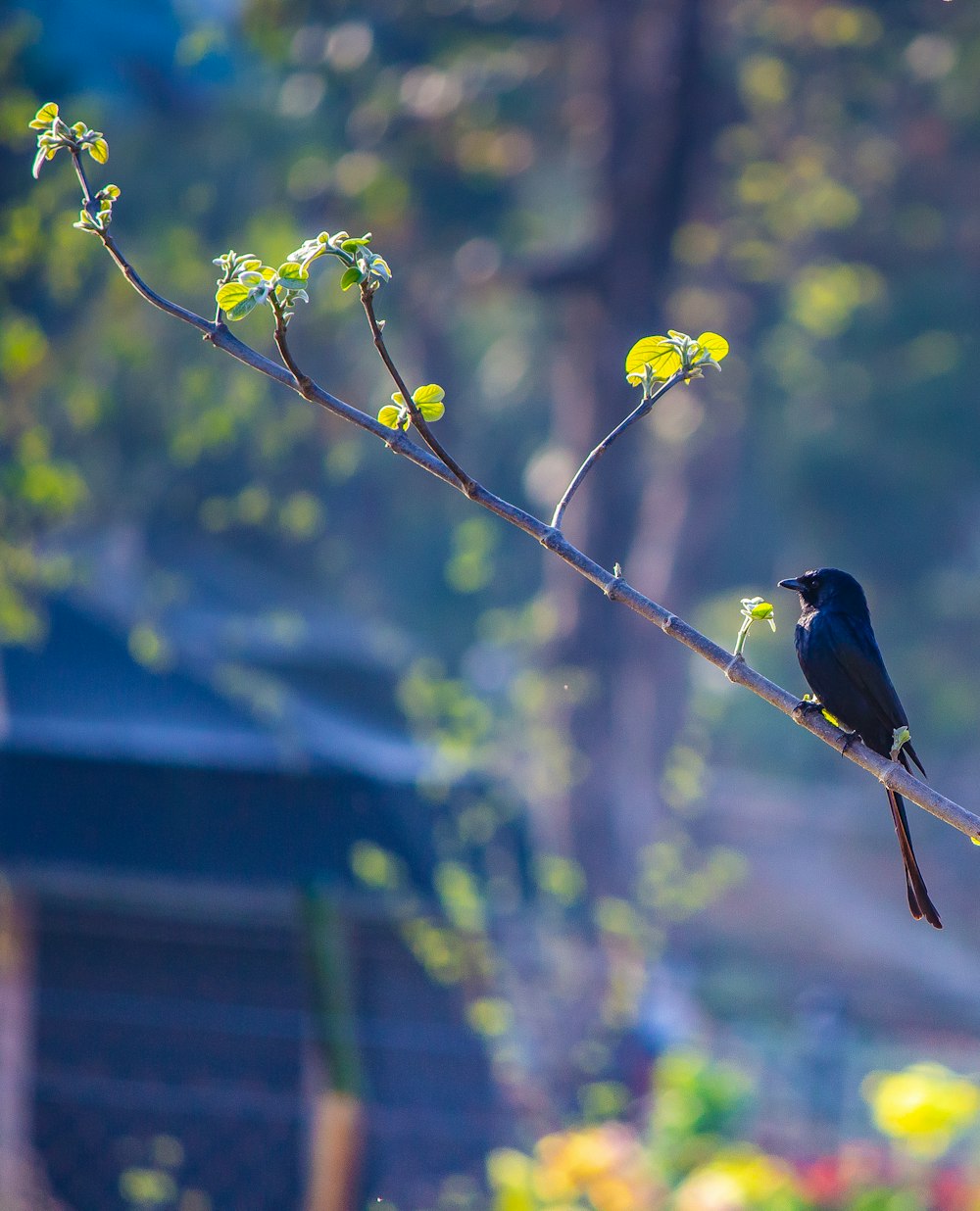 a black bird sitting on a branch with yellow flowers