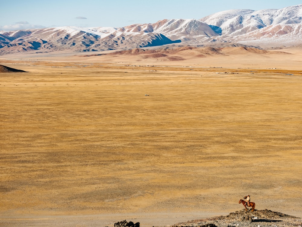 a couple of horses standing on top of a dry grass field