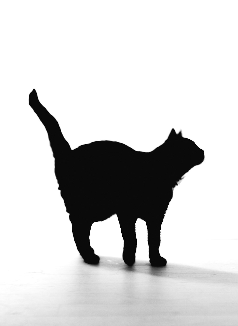 a black and white photo of a cat