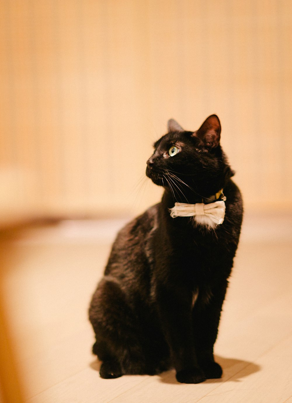 a black cat with a white bow tie