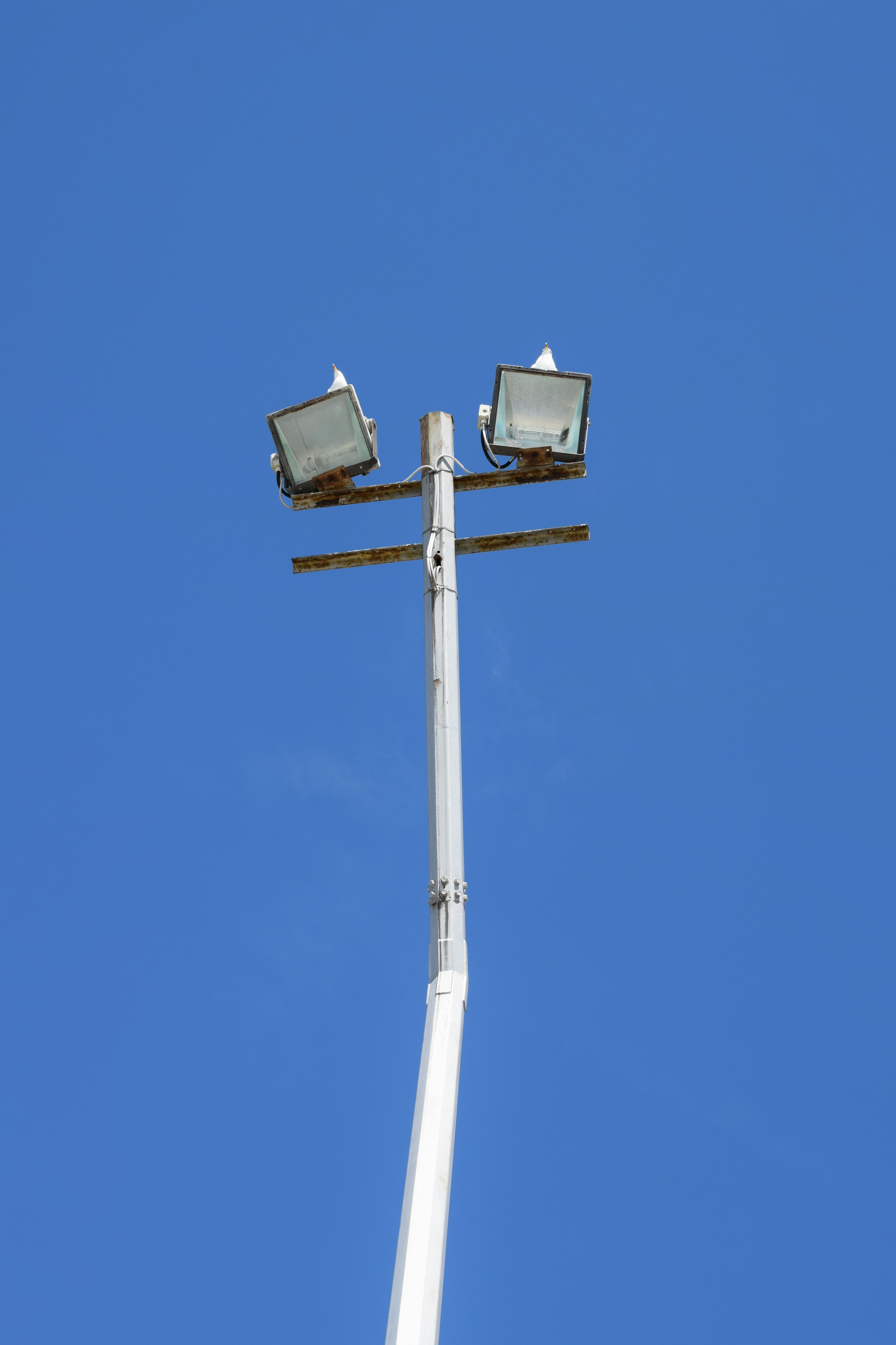 Seagulls on electric pole.
