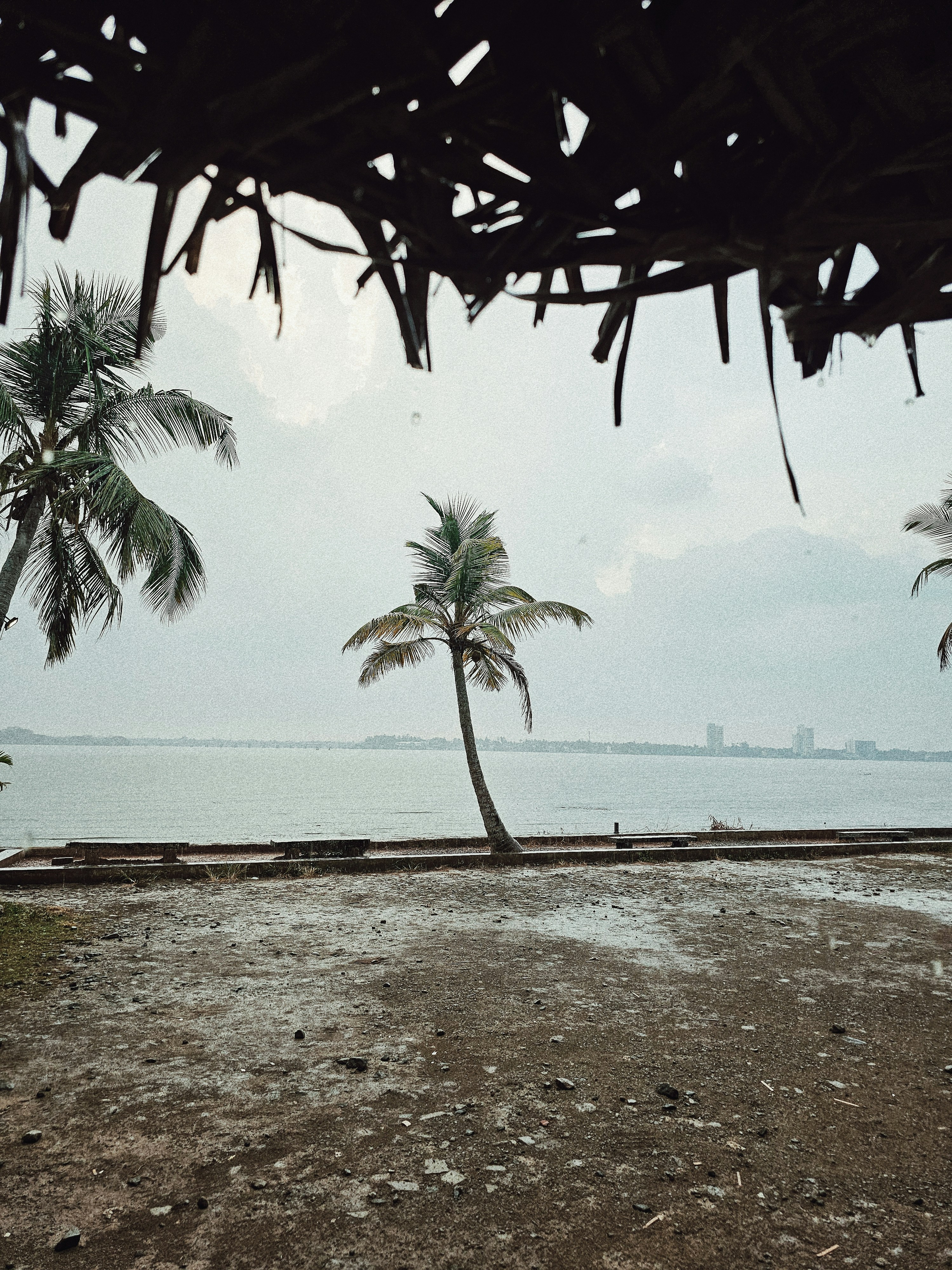 a couple of palm trees sitting on top of a beach