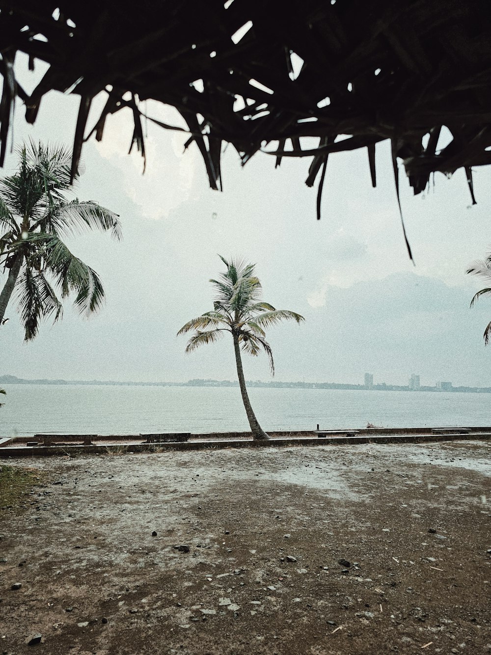 a couple of palm trees sitting on top of a beach