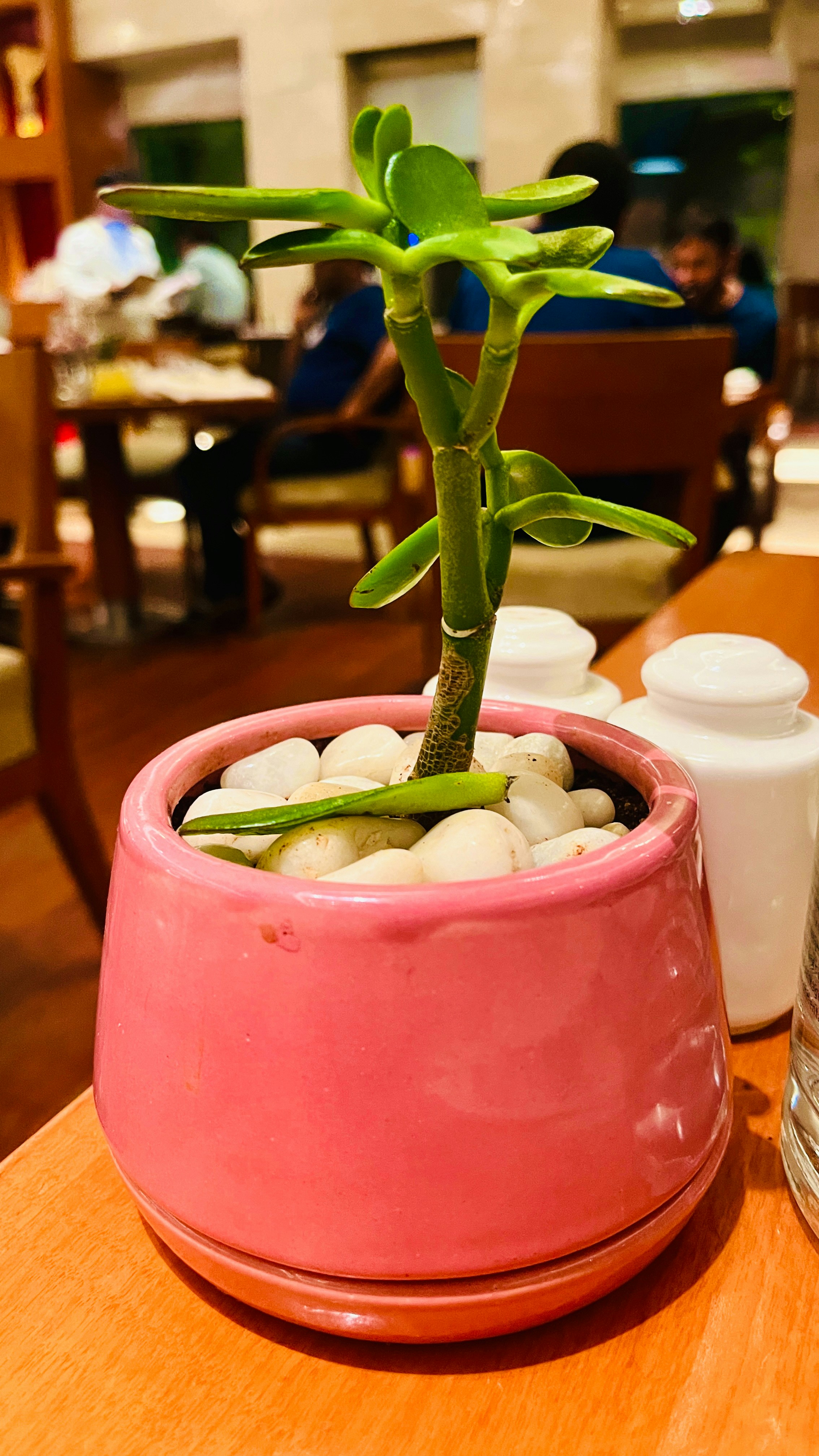 a pink potted plant sitting on top of a wooden table