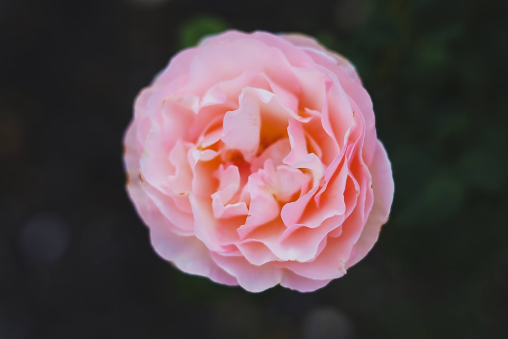 a pink flower with a black background