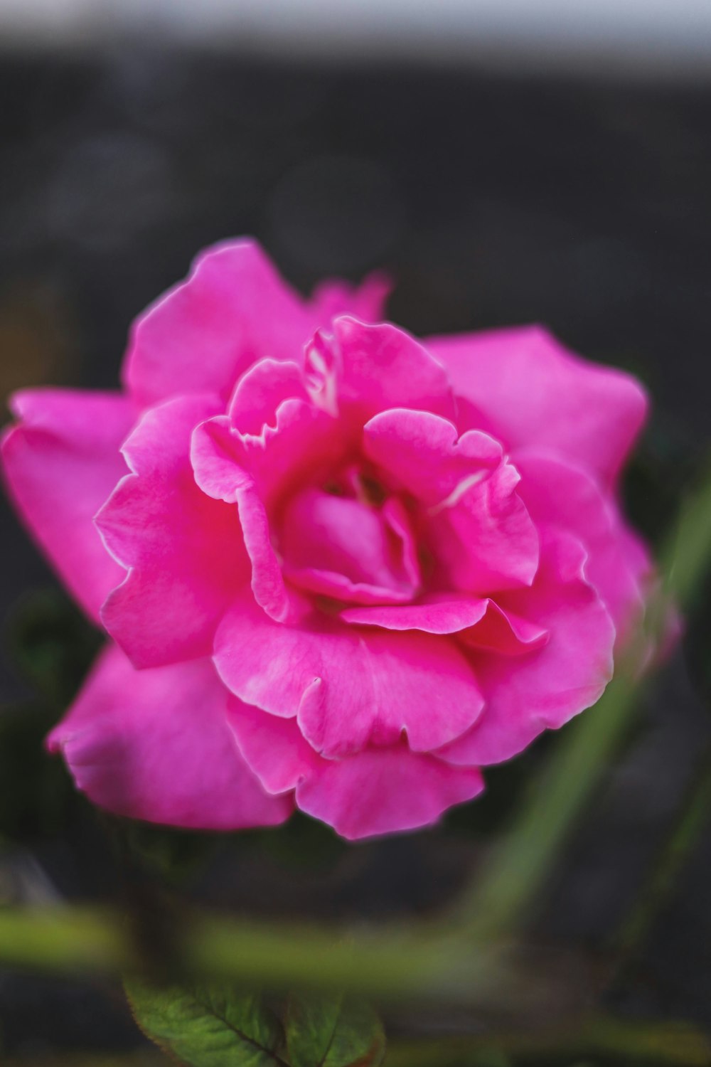 a pink rose is blooming in a garden