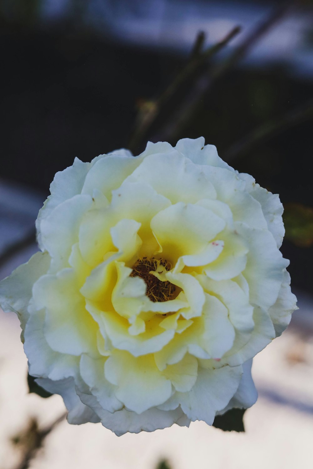 uma grande flor branca com um centro amarelo