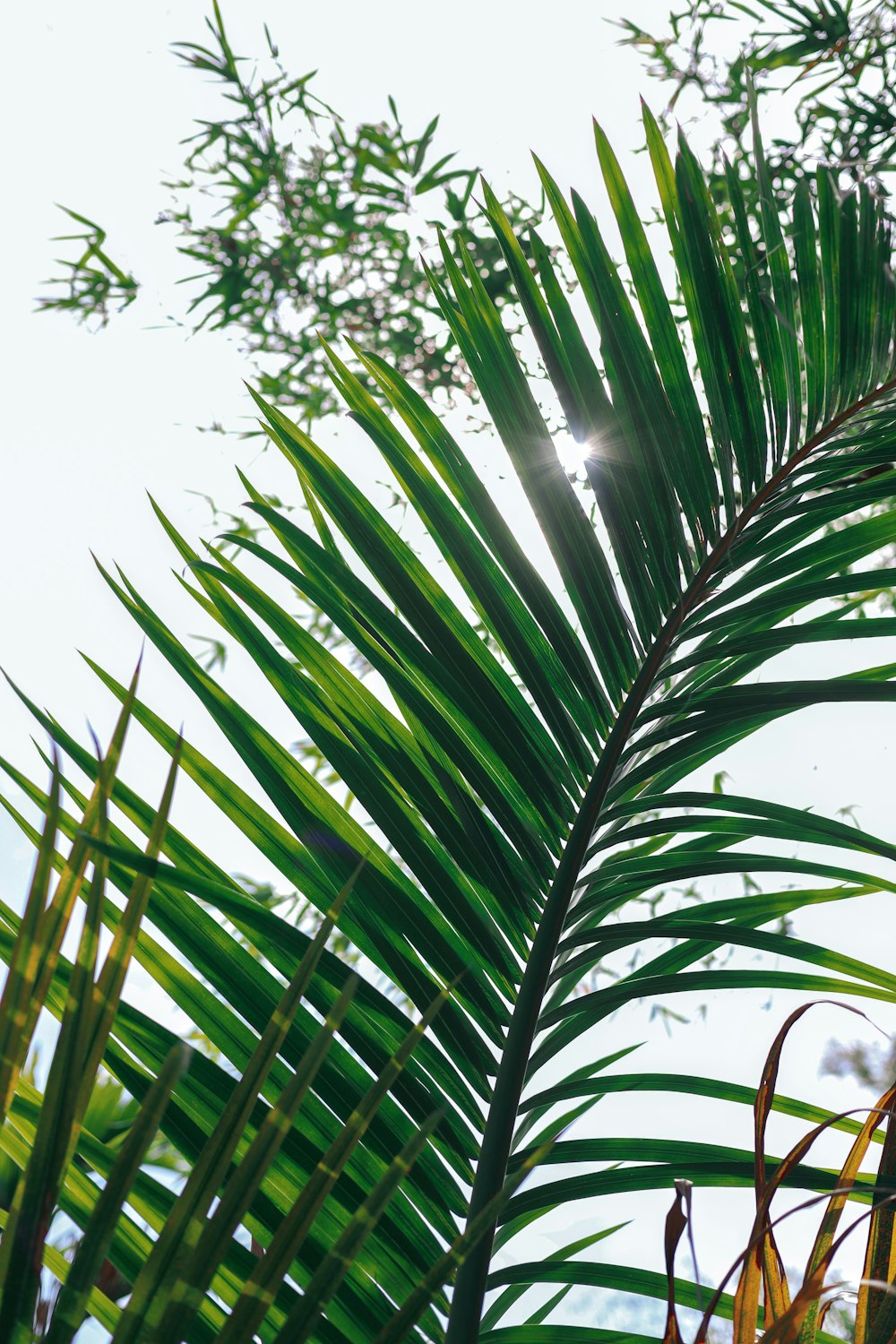 a close up of a palm tree with the sun shining through the leaves