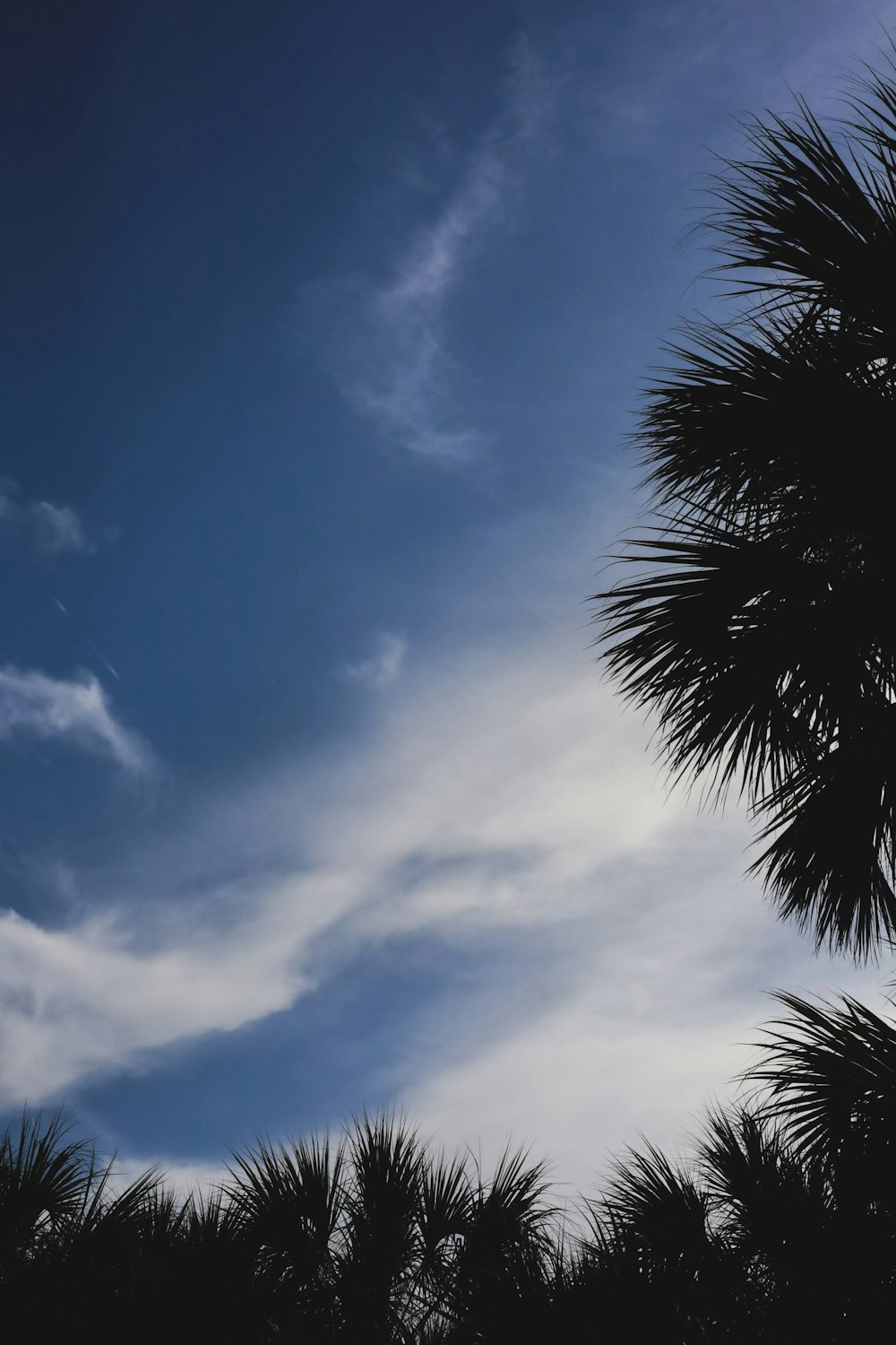 a palm tree is silhouetted against a blue sky