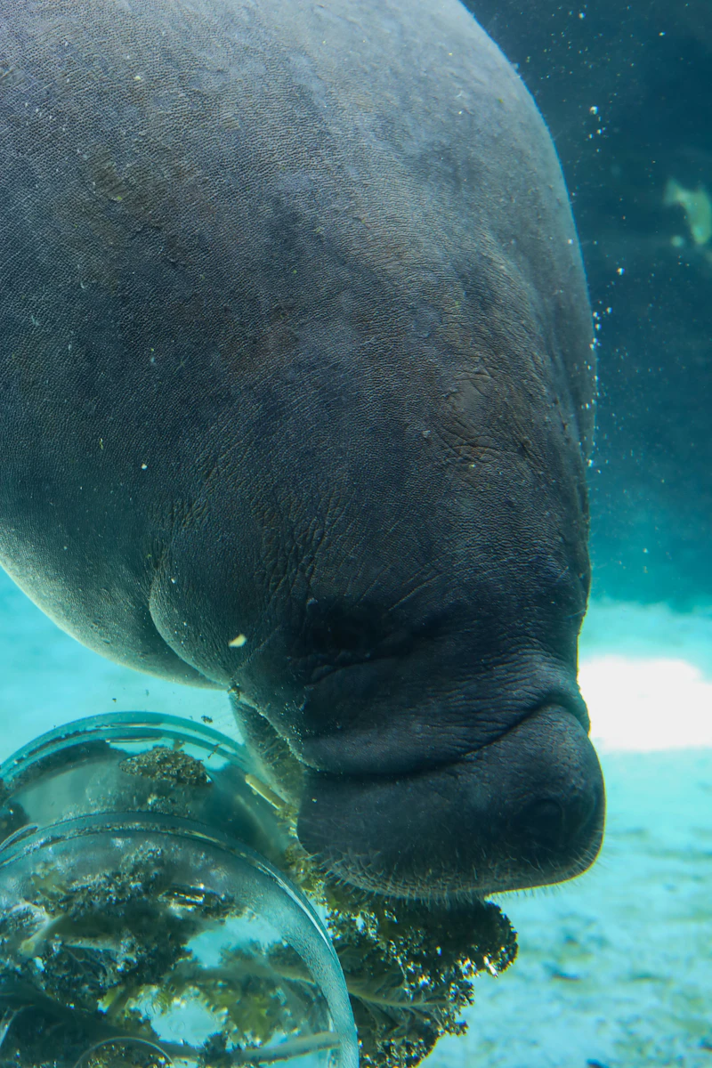 West Indian Manatee (Trichechus manatus)