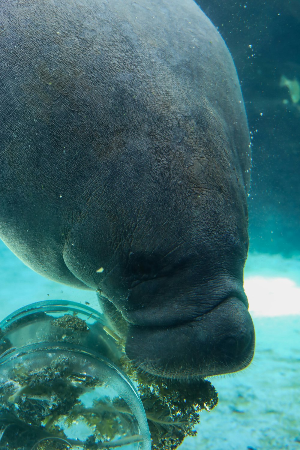 a close up of a fish under water