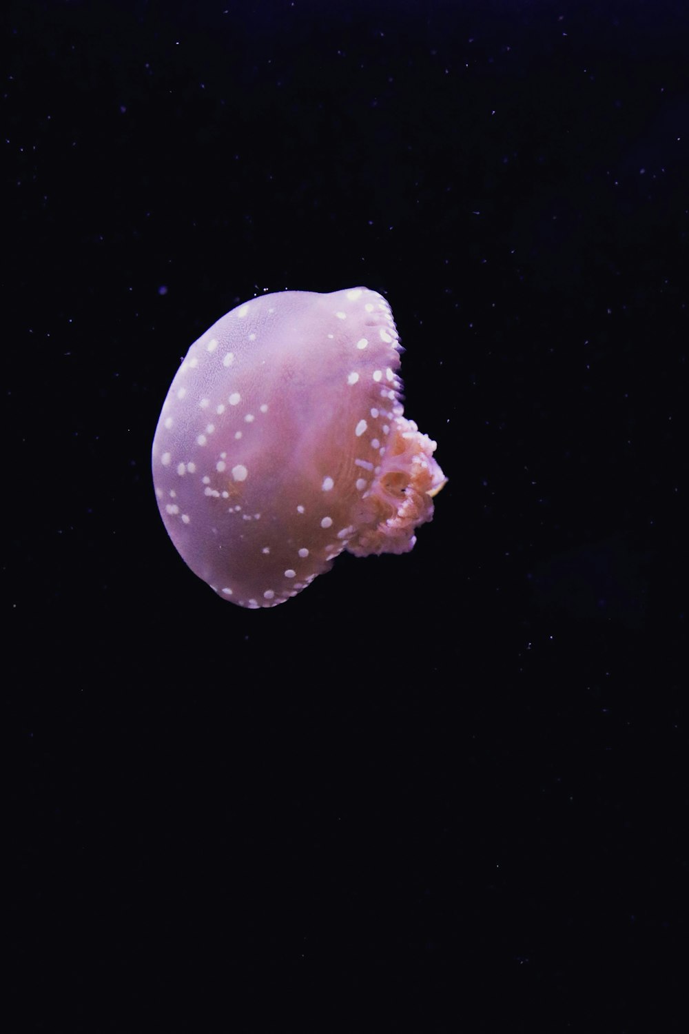 una medusa rosa flotando en el agua